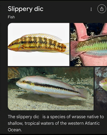 a slidery dic fish is a species of wrasse native to shallow tropical waters