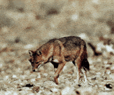 Desert Animal GIF