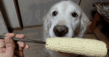 Dog Corn On The Cob GIF - Dog Corn On The Cob Golden Retriever GIFs