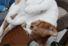 an orange and white cat is laying on its back on a cat tree