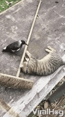 bird cat playing having fun peck