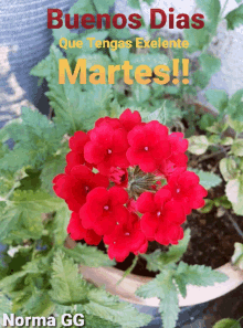 Buenos Dias Martes GIF - Buenos Dias Martes Flower GIFs