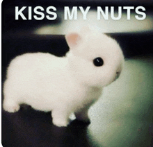 a small white rabbit with the words kiss my nuts written on it