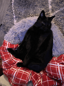 Black Cat GIF - Black Cat GIFs