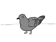 Bug_pigeon GIF - Bug_pigeon GIFs