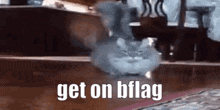a cat is walking on the floor with the words `` get on bflag '' .