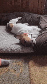 a dog is laying on its back on a bed