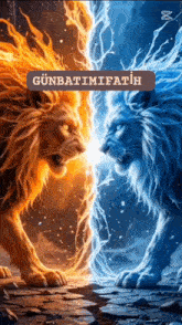 a painting of two lions standing next to each other with the name günbatim fatih above them