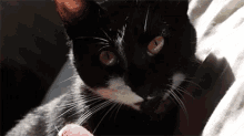 Funny Animals Cats GIF - Funny Animals Cats Wink GIFs