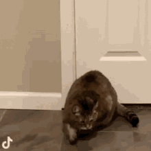 Mau Cat GIF - Mau Cat Run GIFs