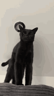 Cat Mcdo GIF - Cat Mcdo Beep Beep GIFs