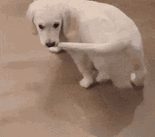 Puppy Tail GIF - Puppy Tail Between GIFs