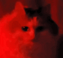 Red Angry GIF - Red Angry Angry Cat GIFs