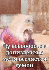 a picture of a dog with its tongue out and russian text