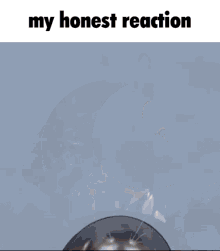 My Honest Reaction Seal GIF - My Honest Reaction Seal Funny GIFs