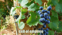 Cell Of Empireo Coe GIF - Cell Of Empireo Coe Grapes GIFs