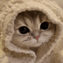 a close up of a cat wearing a blanket on its head