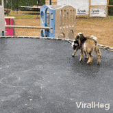 Happy Goats Viralhog GIF - Happy Goats Viralhog Having Fun GIFs