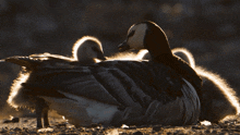 Caring Barnacle Goose GIF - Caring Barnacle Goose Robert E Fuller GIFs