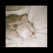 a small kitten is sleeping on a white blanket