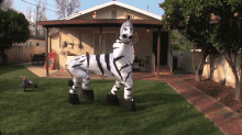 Dancing Zebra GIF - Zebra Costume Dancing GIFs