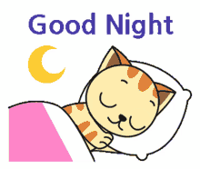 good night good night cat cat kitty kitten