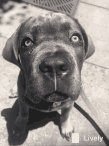 Pup Puppy GIF - Pup Puppy Eyes GIFs