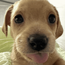 Ouppy Puppy GIF - Ouppy Puppy Puppy Realization GIFs
