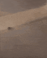 a blurred image of a moth with wings flying in the air .