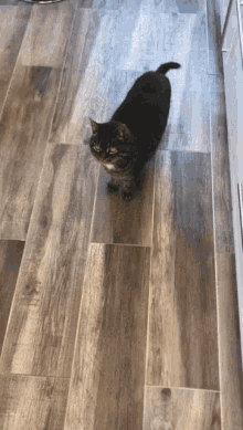 Cat Piccolo GIF - Cat Piccolo Yes Thats Her Name GIFs