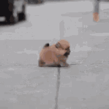 Cute Overload GIF - Cute Overload Puppy - Discover & Share GIFs