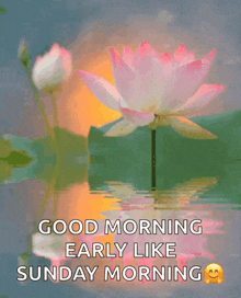 a good morning early like sunday morning greeting with a lotus flower
