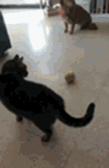 Cat Playtime GIF - Cat Playtime Playful GIFs
