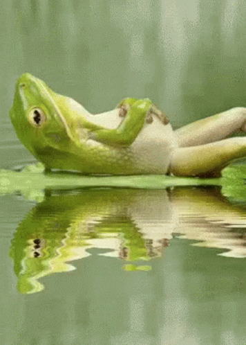 frog-lily.gif
