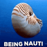 Nautilus GIF - Nautilus GIFs