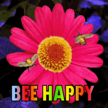 Bee Happy Be Happy GIF - Bee Happy Be Happy Bees GIFs