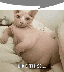 a hairless cat is laying on a bed with a caption that says like this