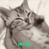 Jenny Aixwy GIF - Jenny Aixwy Cat GIFs