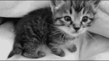 Kitten Ineccepibile GIF - Kitten Ineccepibile GIFs