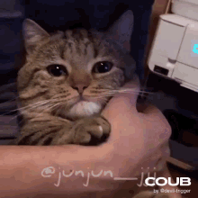 Cat Crying GIF