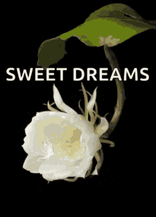 Sweet Dreams Goodnight GIF - Sweet Dreams Goodnight Flower GIFs
