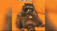 Fat Eating GIF - Fat Eating Racoon GIFs