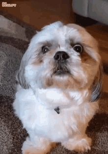 When I Hear About Corona Updates Dog GIF - When I Hear About Corona Updates Dog Animals GIFs