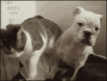 Cat Dogs GIF - Cat Dogs Fight GIFs