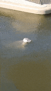 Seal Fight GIF - Seal Fight GIFs