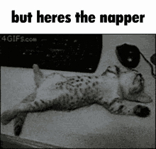 Catnap Cat Napping GIF - Catnap Cat Napping Cat Sleep GIFs