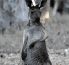 Kangaroos Animals GIF - Kangaroos Animals Funny Animals GIFs