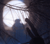 a person 's shadow is cast on a tree branch