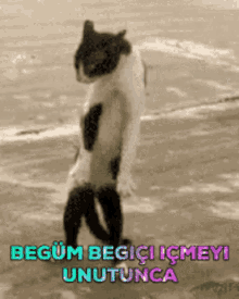 Begum Begici GIF