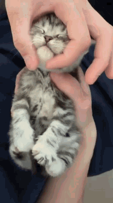 Kitten Cat GIF - Kitten Cat Pet GIFs